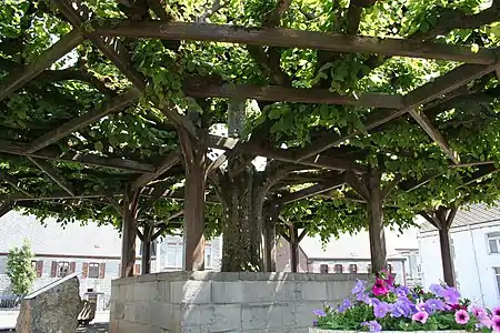 Tilleul de Macon planté en 1714