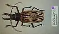 Macrodontia cervicornis (Linnaeus, 1758)