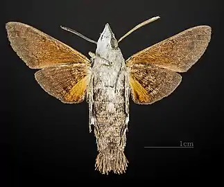 Vue ventrale (coll.MHNT)