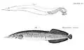 Macrognathus pancalus.