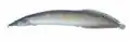 Macrognathus siamensis.