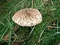 champignon à pied fin, chapeau blanc moucheté de taches châtain.