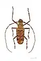Macropophora trochlearis Muséum de Toulouse