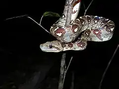 Sanzinia madagascariensis