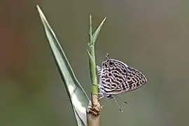 Leptotes rabefaner