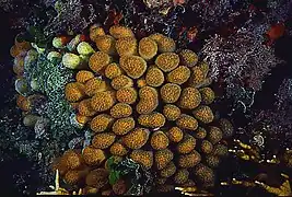 Madracis mirabilis