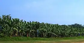 Zona Bananera