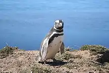 Manchot de Magellan (Spheniscus magellanicus)