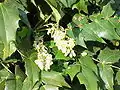 Mahonia japonica