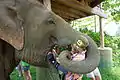 Mahout avec éléphant en Thaïlande