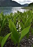 Muguet commun.