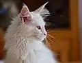 Chaton blanc, femelle, trois mois