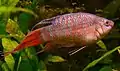 Poisson paradis (Macropodus opercularis)