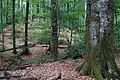 Forêt primaire de hêtres de Mala Ouholka.