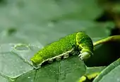 Chenille