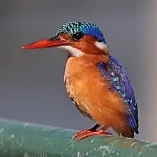 Martin-pêcheur huppé au lac Awasa (Éthiopie).