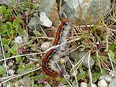 Chenille