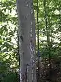 Maladie corticale du hêtre, vue générale du tronc