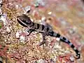 Gecko cyrtodactylus pulchellus