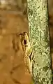 Polypedates discantus