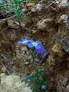 Malcolmia orsiniana