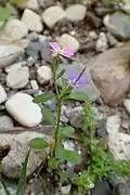 Malcolmia chia