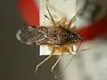 Malcinae : Malcus nigrofasciatus, spécimen du NHML, Londres