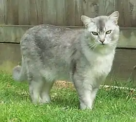 Burmilla bleu silver