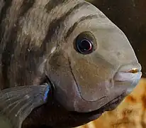 tête mâle