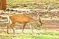 Cerf aboyeur Montiacus muntjac