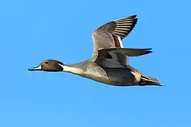 Canard pilet mâle en vol dans le Sacramento River National Wildlife Refuge (en), États-Unis.