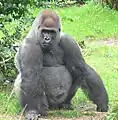 Un gorille dans la jungle du parc.