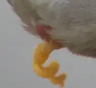 Pseudo-pénis d'un Canard colvert, et son éversion explosive[pas&nbsp;clair].