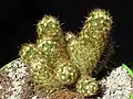Mammillaria elongata v. anguinea