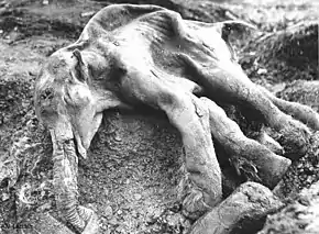 Jeune mammouth congelé étalé sur le flanc par terre, semblant amaigri.