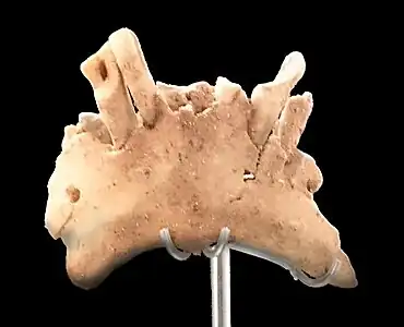 La mandibule humaine ATE9-1 de la Sima del Elefante, datée de 1,22 Ma, exposée au Musée de l'Évolution Humaine de Burgos.