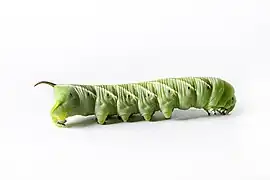 Chenille Sphinx de la tomate
