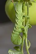 Manduca quinquemaculata