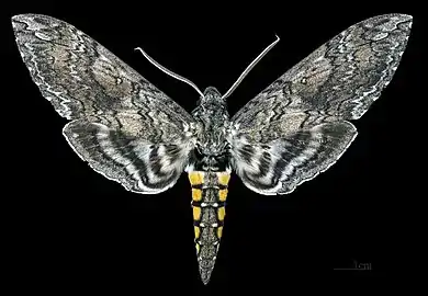Face dorsale ♀
