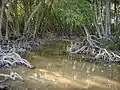 Mangrove
