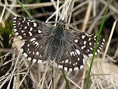 Pyrgus malvae
