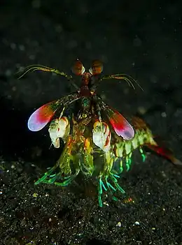 Lysiosquilla maculata