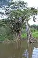 Mangrove du marais de Kaw