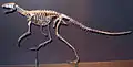 Squelette de Marasuchus, un autre ornithodire