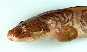 Lycodes raridens