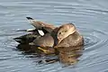Canard chipeau à l'extrémité est du marais près de l'observatoire.