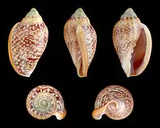 Marginella glabella, un Marginellidae