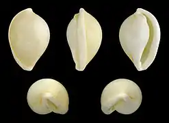 Margovula marginata