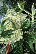 Peinture de Marianne North : Olearia argophylla