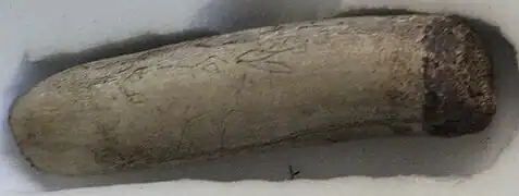 Tête de cervidé tournée à gauche gravée sur un outil en bois de renne.